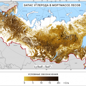 Запас углерода в мортмассе лесов России, 2021 г. Данные ИАС «Углерод-Э»
