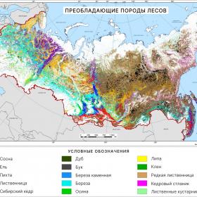 Преобладающие породы лесов на территории России, 2021 г. Данные ИАС «Углерод-Э»