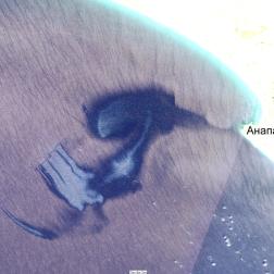 Проявление нефтяного пятна на оптическом изображении MSI Sentinel-2C от 30 августа 2025 г.