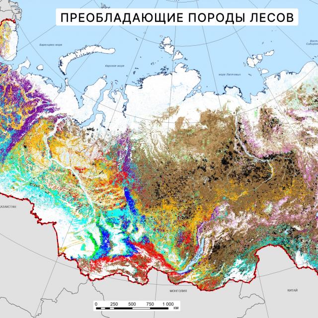 teaser Преобладающие породы лесов на территории России