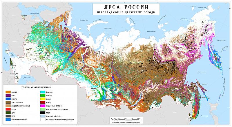 КНО Карта преобладающих пород лесов России, 2020 г.
