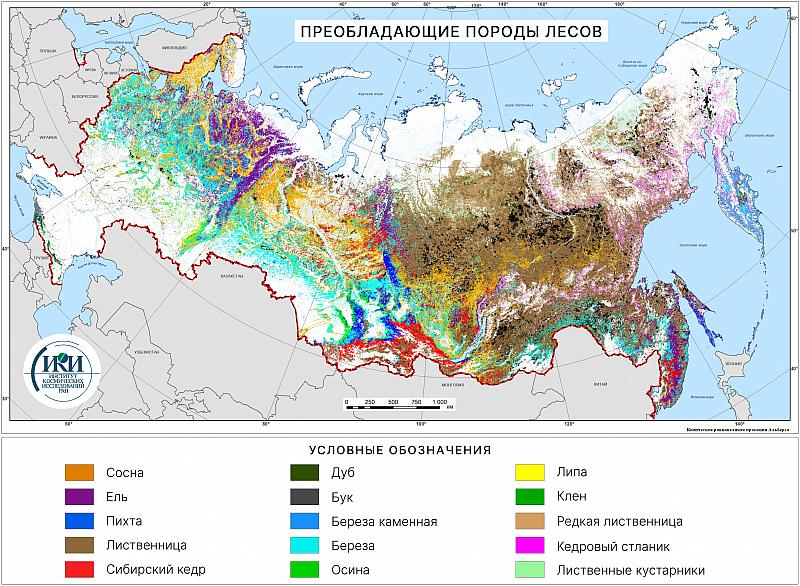 Преобладающие породы лесов на территории России