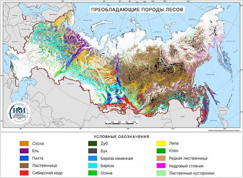 Преобладающие породы лесов на территории России, 2021 г. Данные ИАС «Углерод-Э»